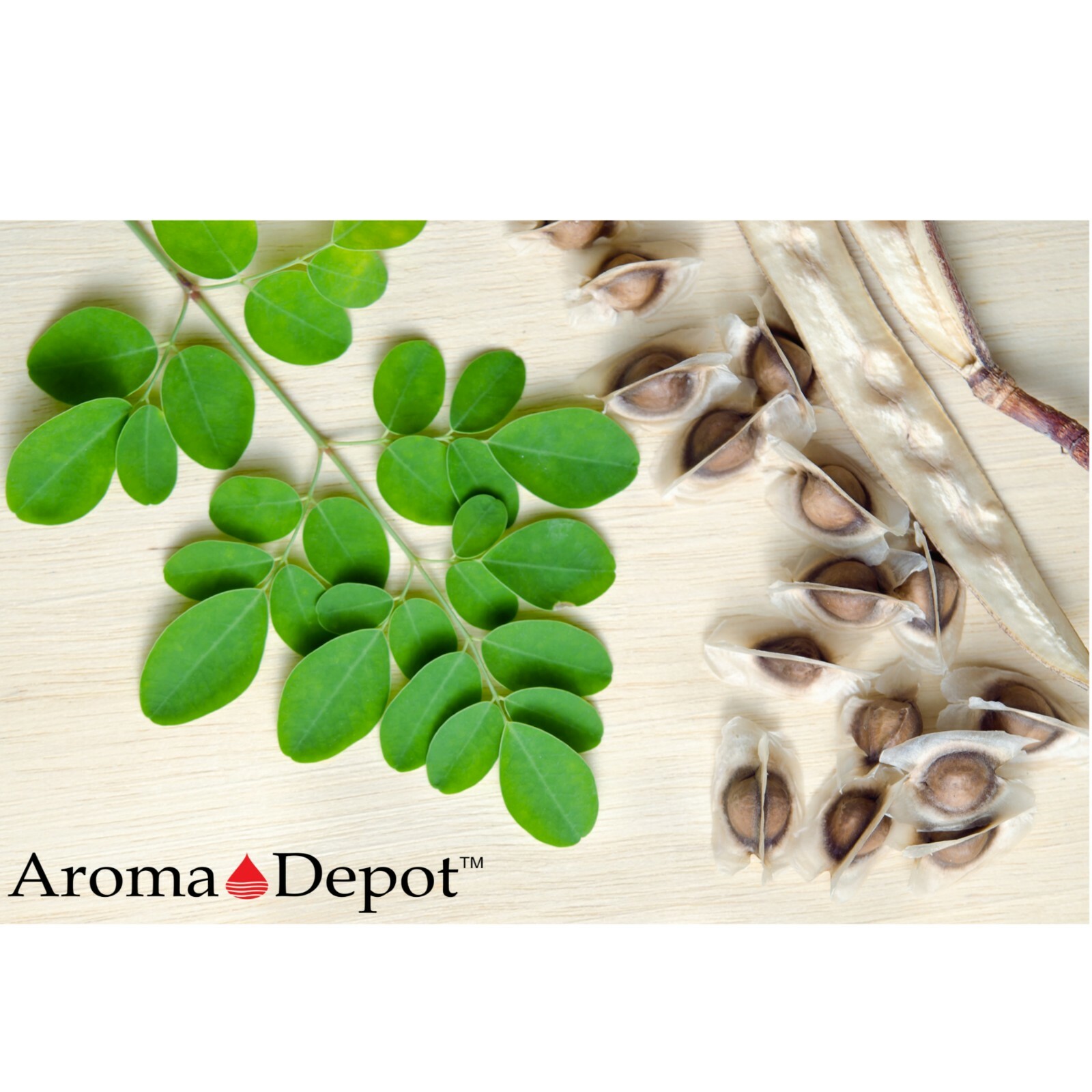 Moringa Seeds WITH WINGS Semillas de Moringa oleifera Pepa Malunggay Wholesale