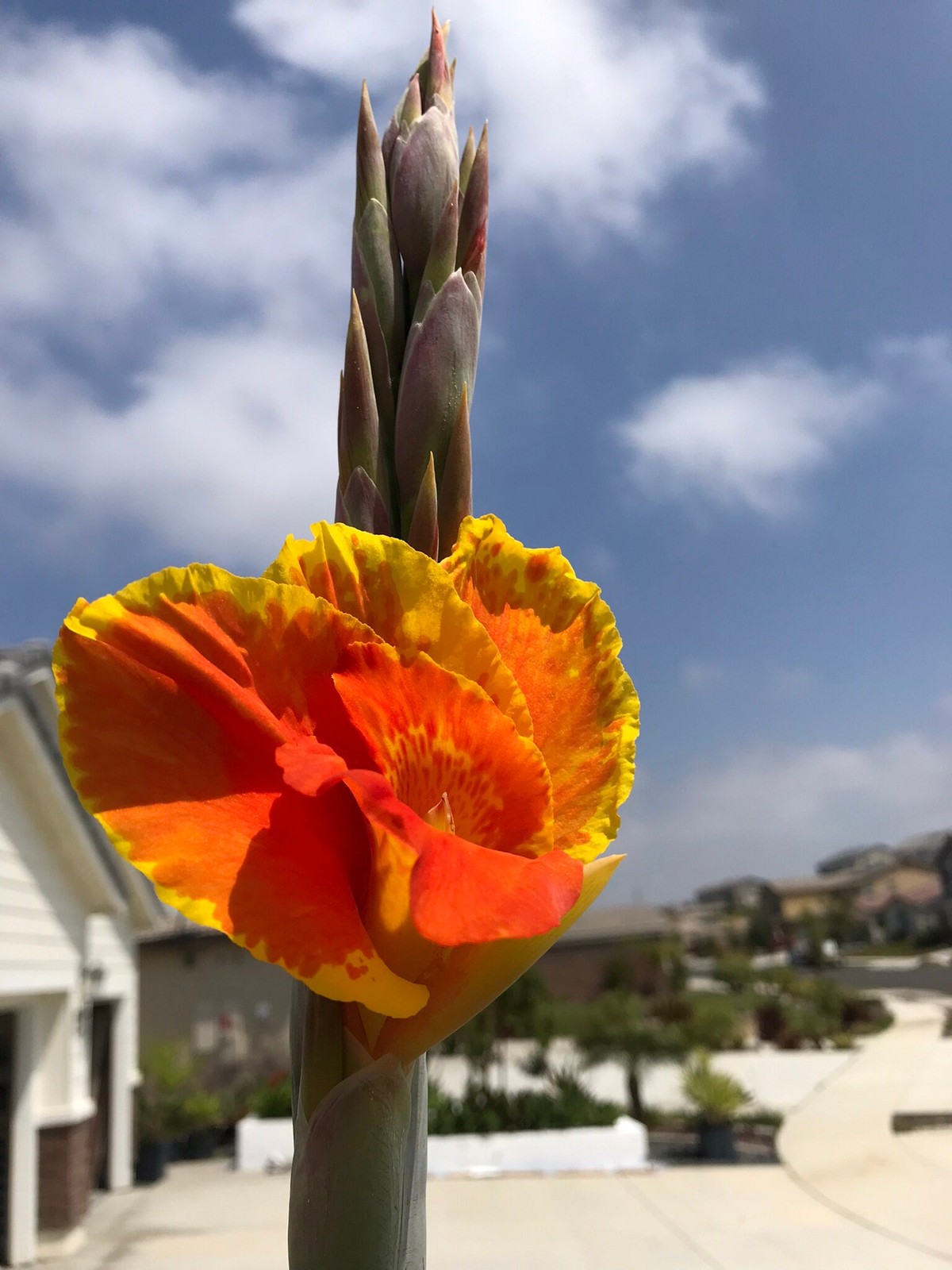 Thai Sunray Canna Lily Rhizomes – Reddish-Orange & Yellow Blooms – 1-Rhizome