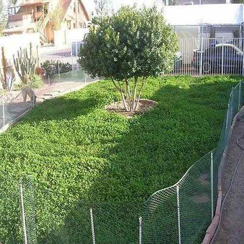 10 LBS Miniclover Seed For Planting No Mow Drought Tolerant Clover Lawns