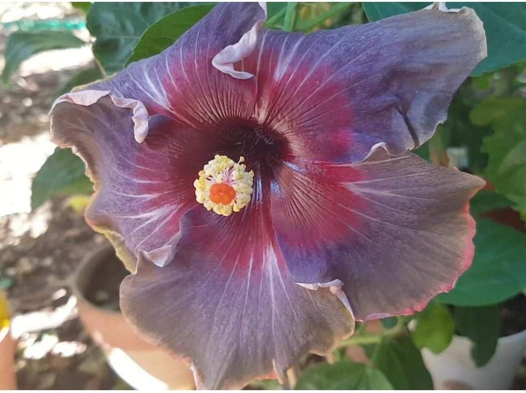 Giant Heirloom ‘Black Rainbow’ Hibiscus Seeds – 20 Count for Vibrant Blooms