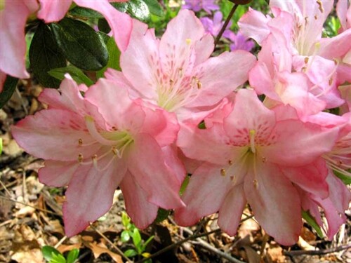 PINK PEARL~Azalea Rhododendron Deciduous Starter Plant~BEAUTIFUL PINK IRIDESCENT