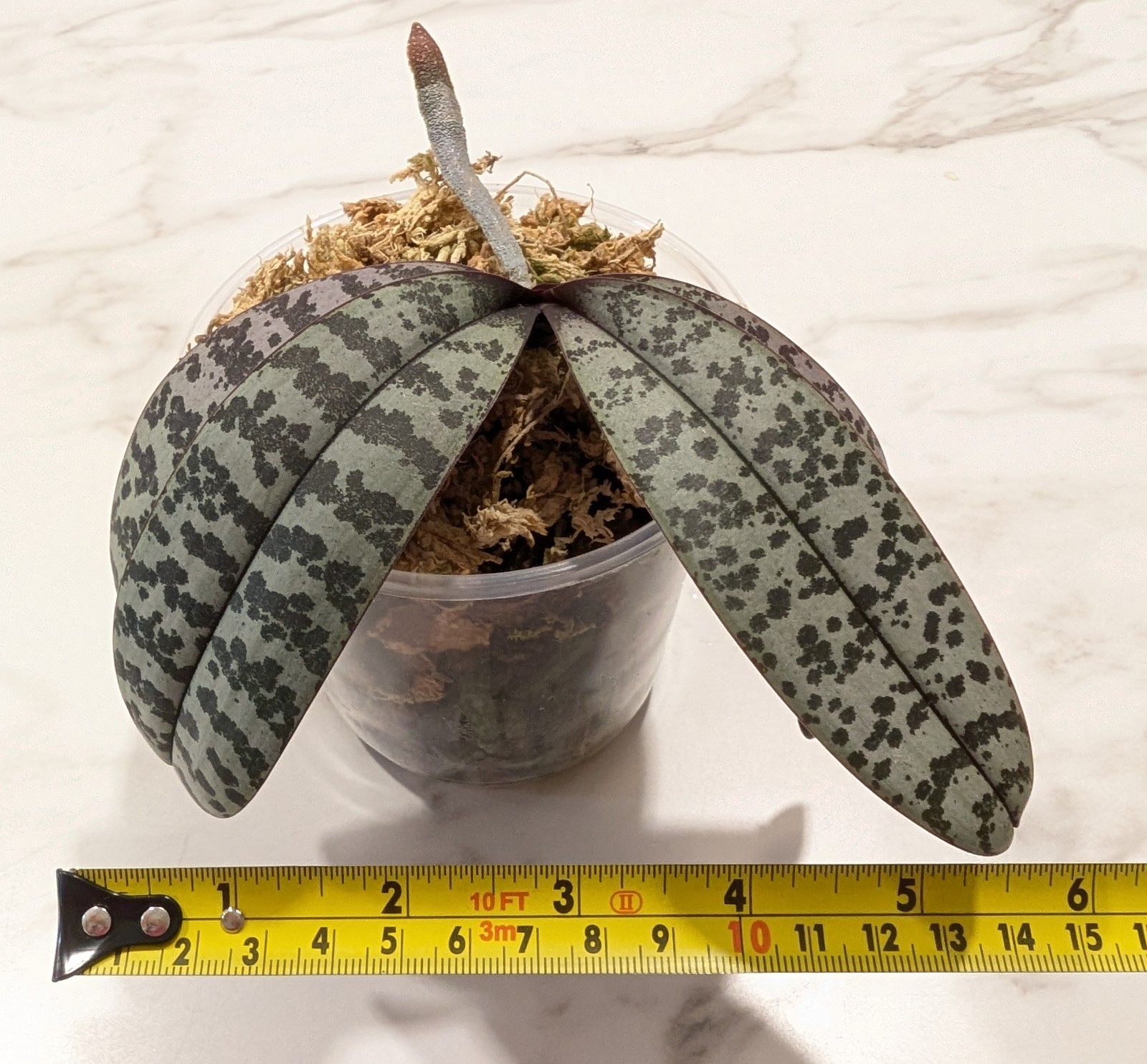 Phalaenopsis SCHILLERIANA, EXACT plant, 4″ pot, bloom size, variegated orchid