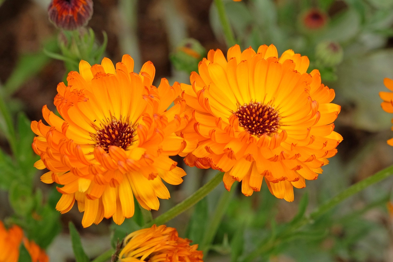 500 PACIFIC Beauty ORANGE MARIGOLD Calendula Officinalis Flower Seeds
