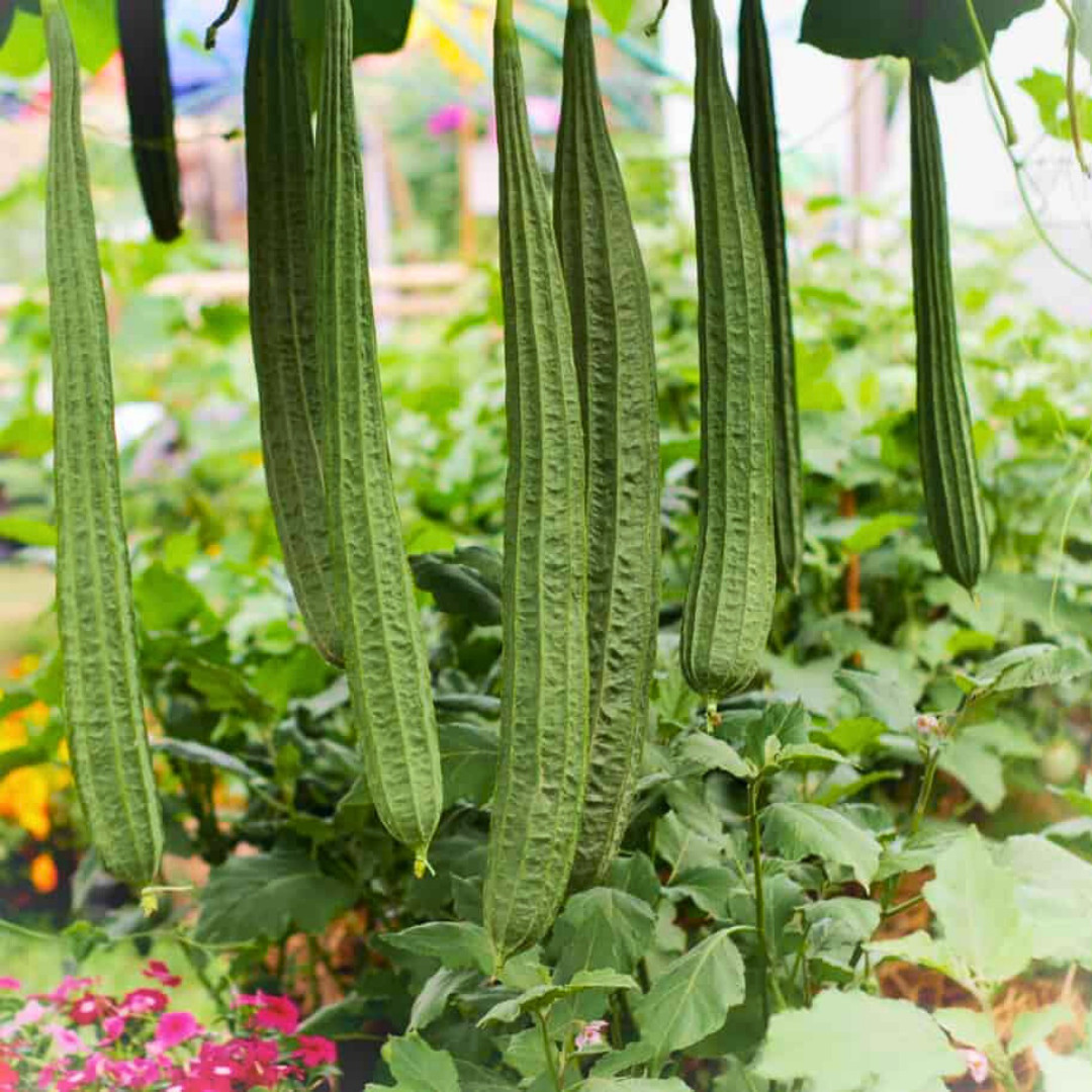 Fresh Chinese Okra Seeds | 15 Seeds | Heirloom Non-GMO | Asian Vegetable Seeds