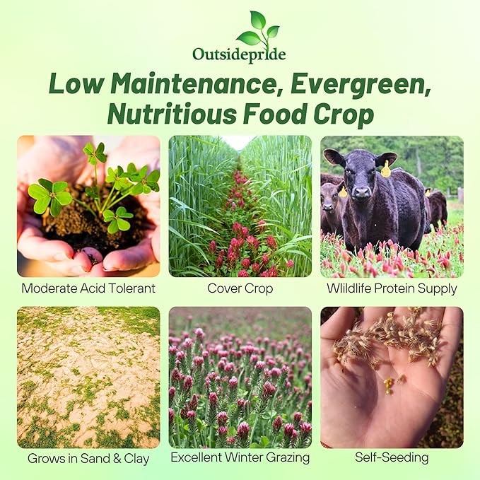 40 LBS – Inoculated Bulk Crimson Clover Seed For Planting Pastures, Cover