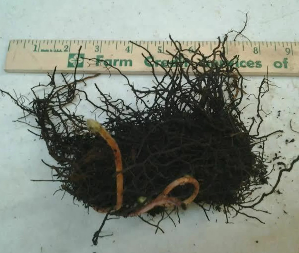 Set 5 Cinnamon Fern Rhizomes – Osmundastrum – Hardy Native Fern – Zones 3–9