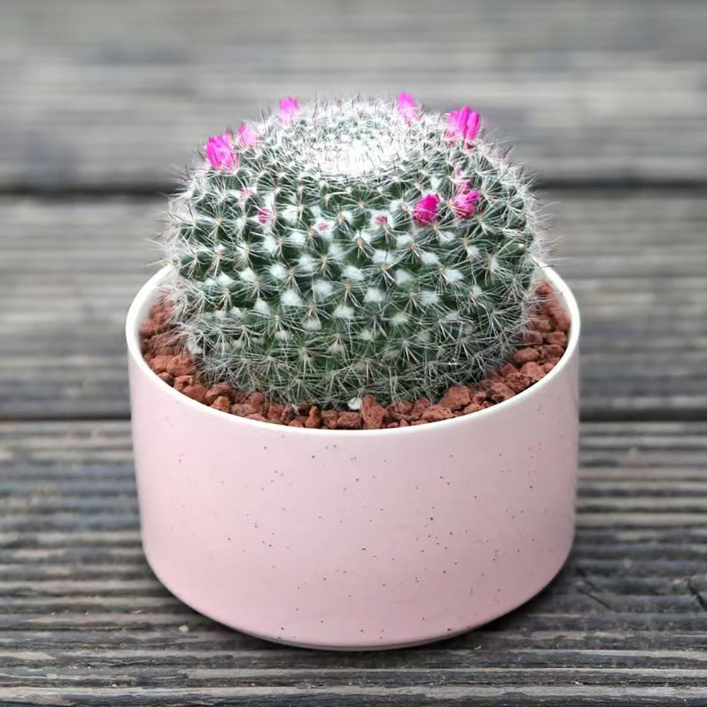Mammillaria hahniana Old Lady Cactus Cactiand exotica Rare Succulent Plant