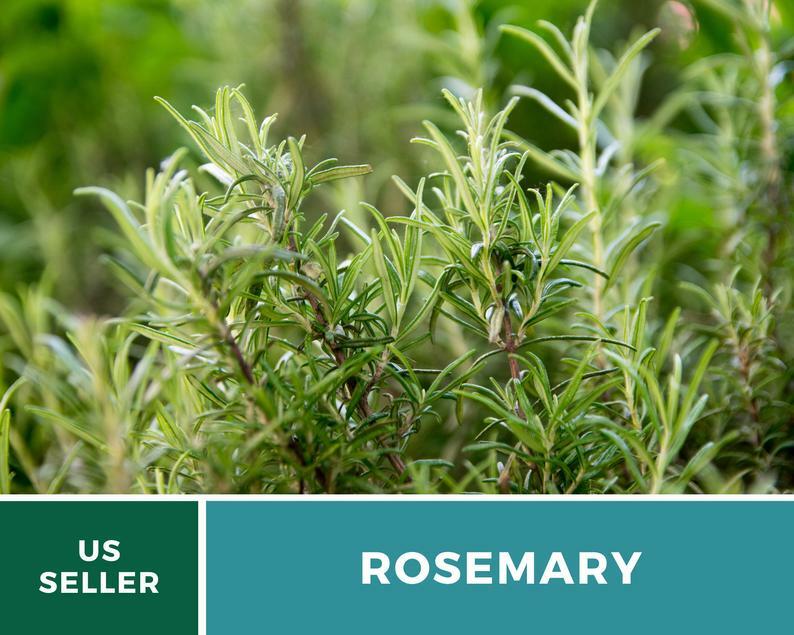 Rosemary – 50 Seeds – Medicinal & Culinary Herb – GMO Free