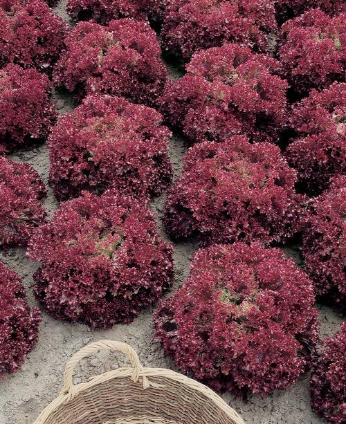 500+ Lolla Rosso/Lollo Rossa Seed Heirloom NON-GMO Fresh Seeds-A GARDEN FAVORITE