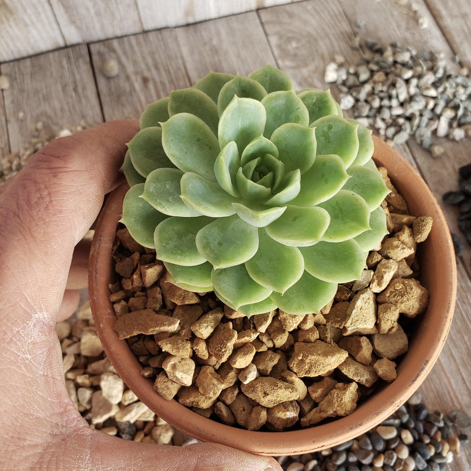 1 Lb 3/8 California gold river rock Cactus and Succulent Top Soil Dressing cactu