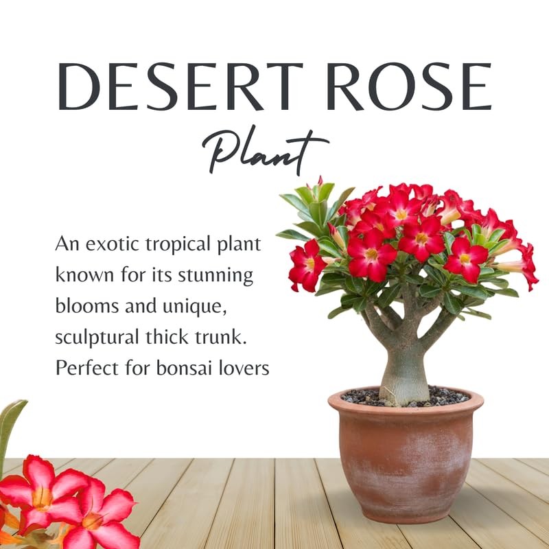 2 White Desert Rose Live Plants 3-6 Inch Tall, Adenium Tropical Succulent