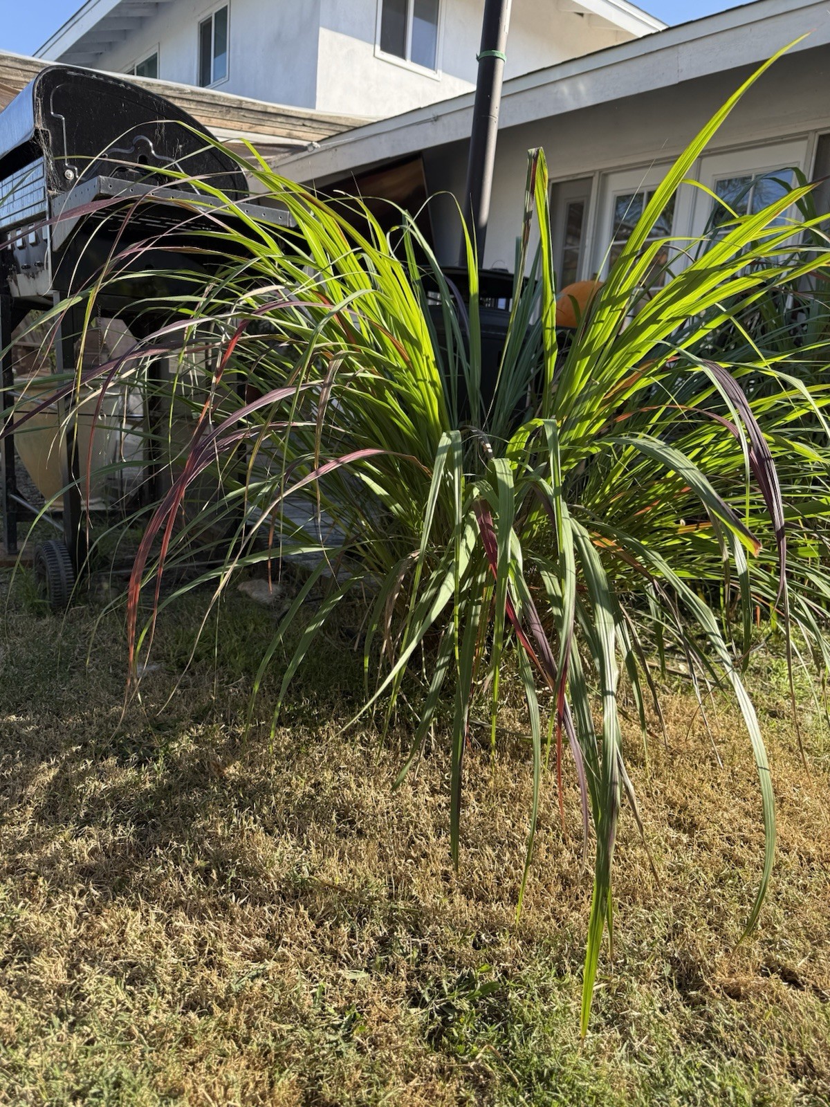 Fresh Lemongrass Plant Division | Live Rooted Starter Clump | Fast Growing Herb