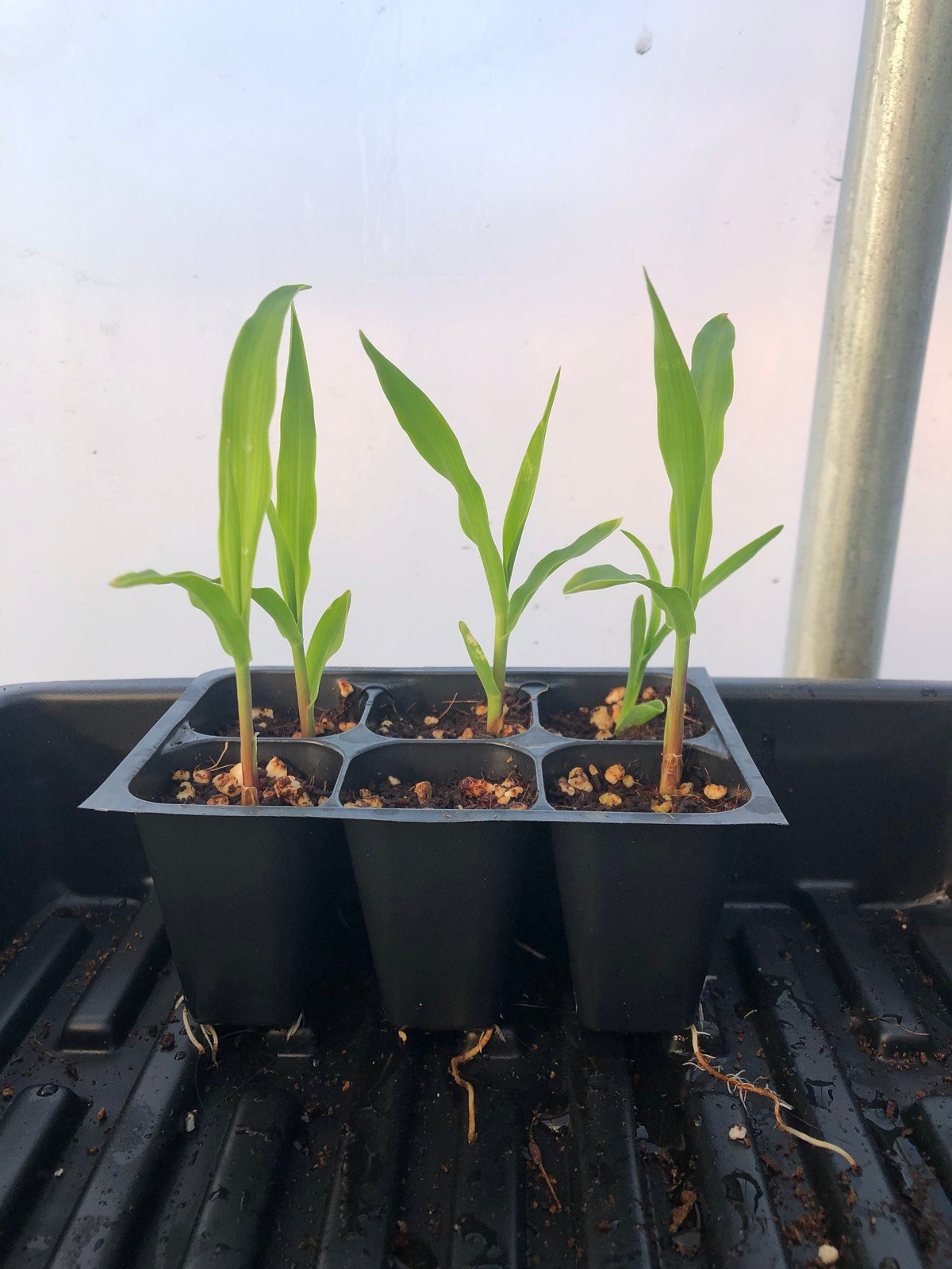 Corn Live Plant – Seedlings/Plugs and Plants – 3″- 12″ tall – 30-60+ days old