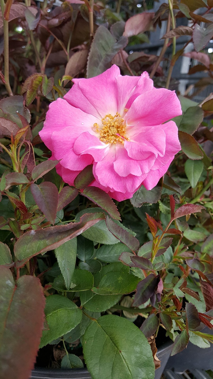 Thornless Climbing Rose – Pink Flowers, #3 Size Container, Garden Plant