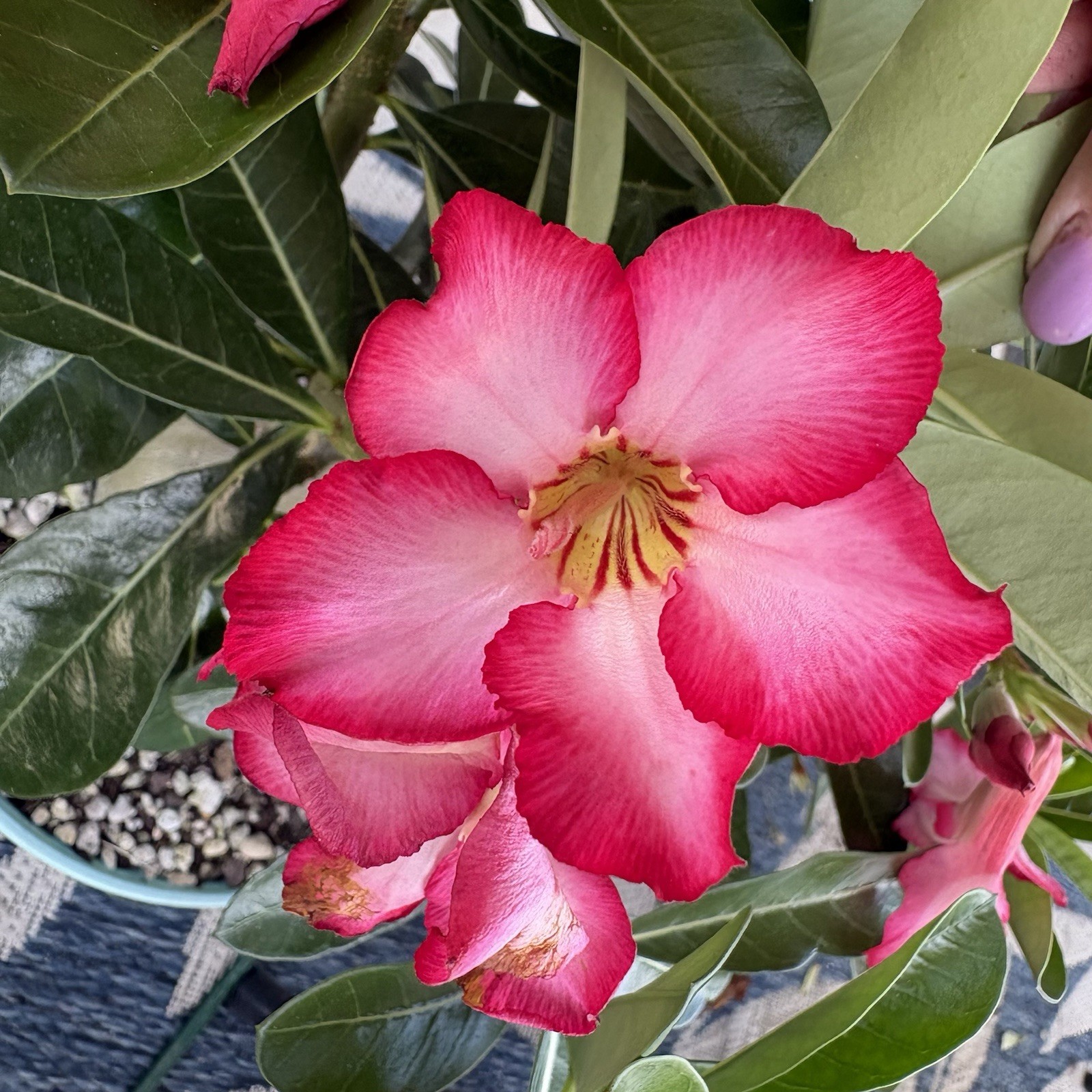 Adenium Obesum Desert Rose Seed Grown Short Stocky Pink Healthy