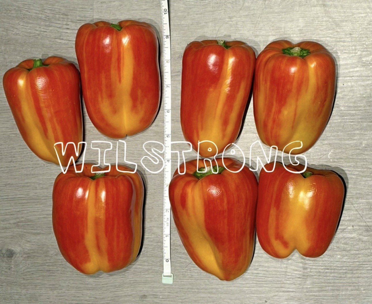 ALOHA BELL PEPPER SEEDS! 100+ SEEDS