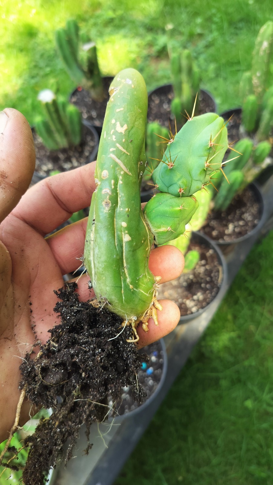 Sacred Cactus – Bridgesii TBM -Short Type- Fully Rooted ( Exact Cactus)