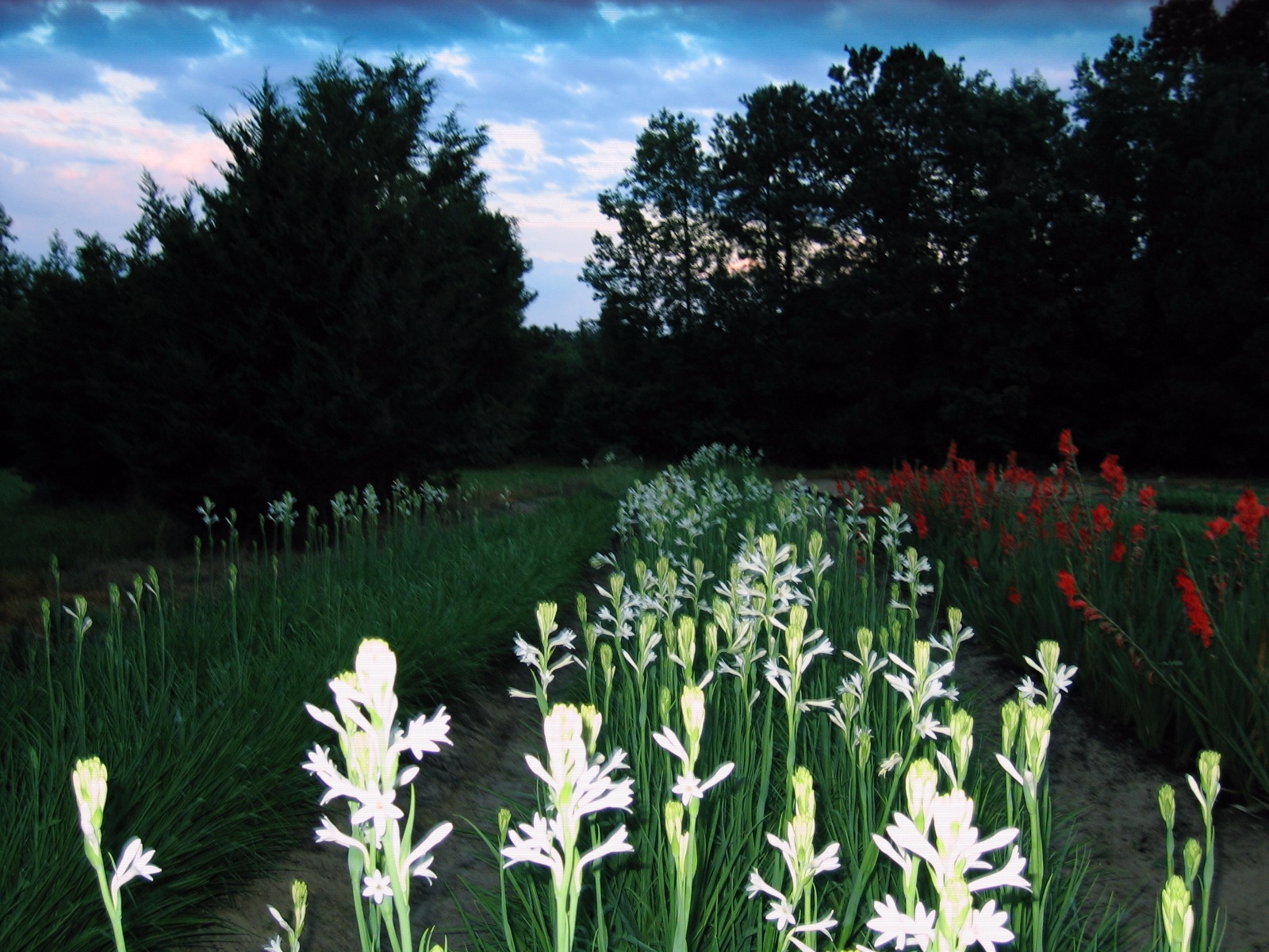 Tuberose single Mexican 10 bloom size bulbs FREGRANT – Polianthus