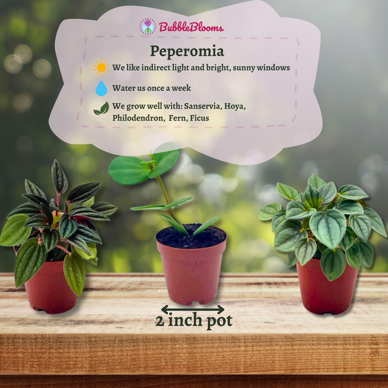 Peperomia Assortment, Foliage Set, Rosso, Frost, albovittata, caperata, Premium