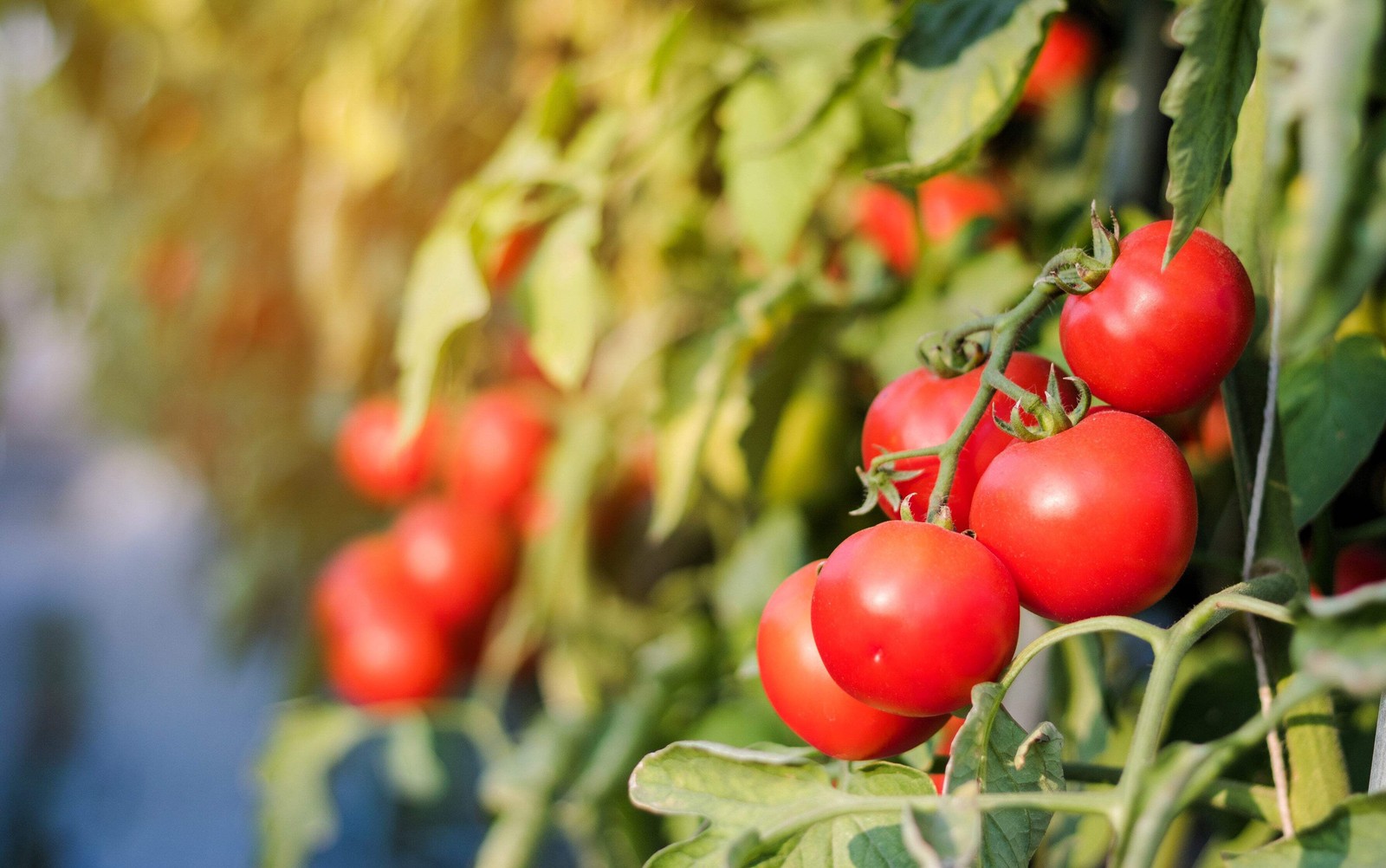 1 Oz Bulk ITALIAN TREE TOMATO ‘Trip L Crop’ Seeds – 1 Ounce = Approx 9500 Seeds