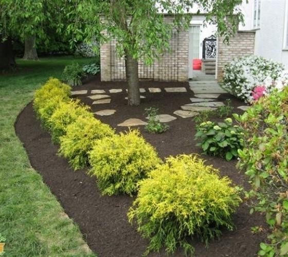 ( 1 ) – Gold Mop Weeping Threadleaf Cypress – Starter Plant ( L7 ) ( 1 plant )