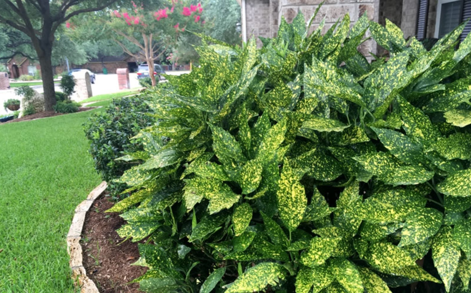 6 Aucuba Japonica Golden Dust Gold-dust in small pots beautiful evergreen bush