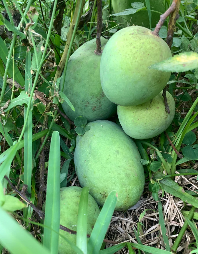 Live Venus Mango Tree – 3 Gal Pot – Grafted Tropical Fruit Tree – No Ship to CA