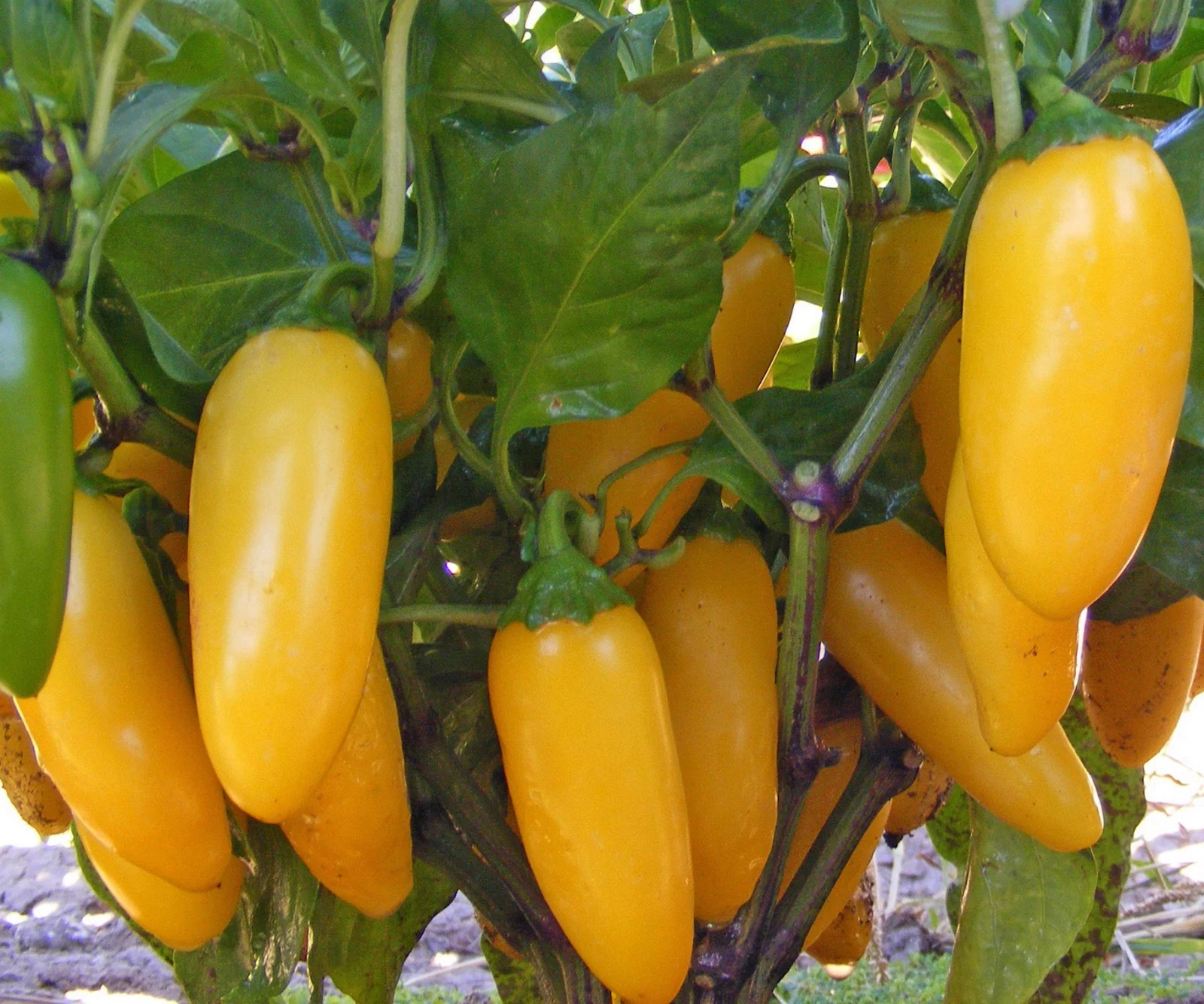 25 LEMON SPICE JALAPENO PEPPER SEEDS ~ heirloomseedguy ~ 2026 ~ NON-GMO