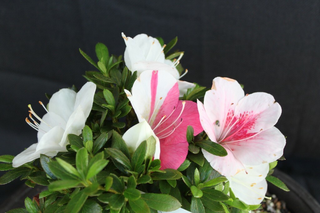 ~~JOHGA~~Azalea Rhododendron Deciduous Starter Plant~~MULTI COLORS AT ONCE~~
