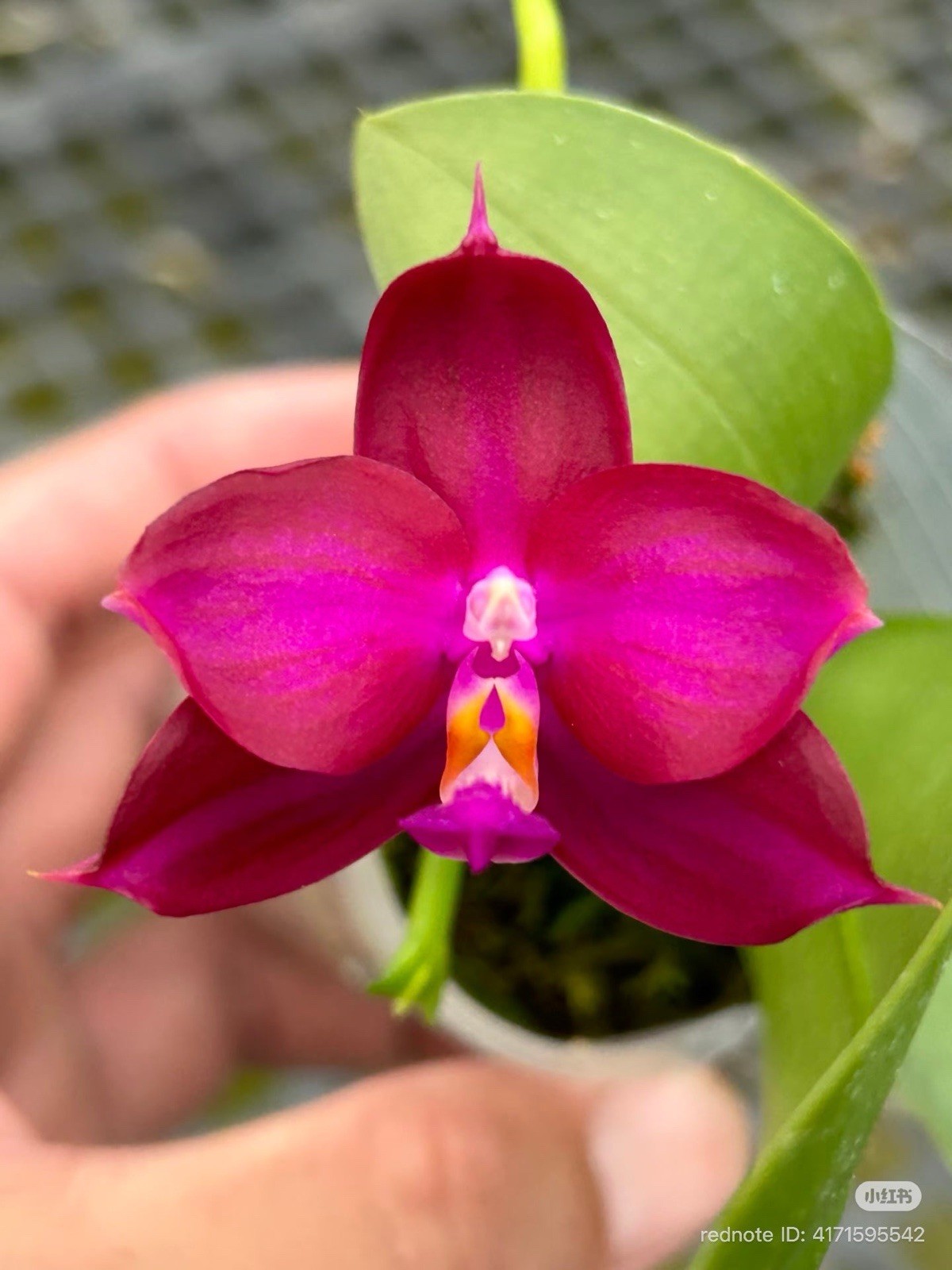 Novelty Phalaenopsis BKH2325A