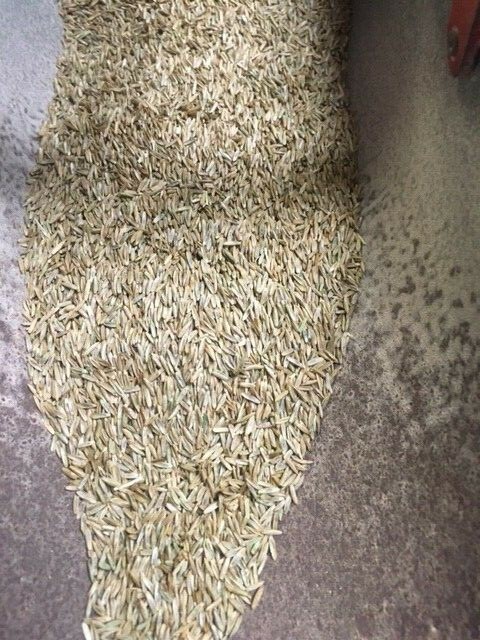 1 lb Perennial Rye Grass Seed Shade Tolerant Lawn Turf Fairway and Pasture