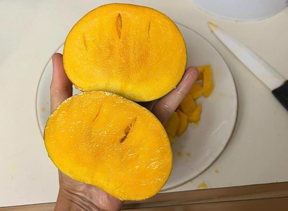 Dwarf Hawaiian Mango Tree – Live Plant – 3 Gal Pot – Grafted – No Ship to CA