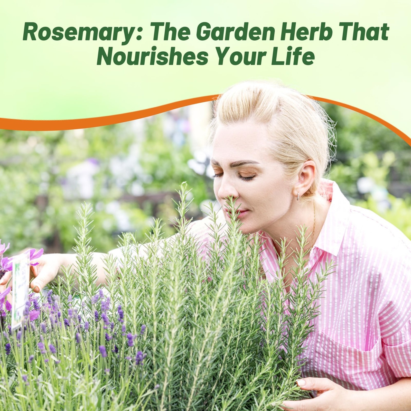 1000 Seeds Rosemary Seed For Planting – Rosemarinus Officinalis Herb Garden