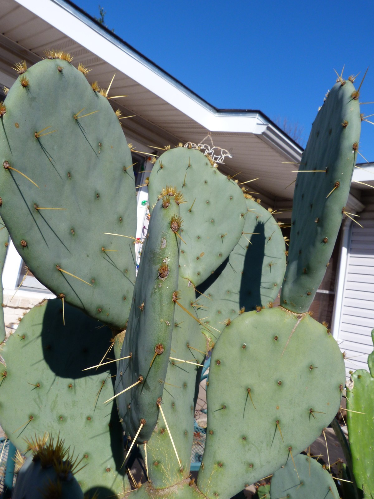 1 Nice Pad Opuntia engelmannii West Texas PRICKLY PEAR CACTUS nice yellow blooms