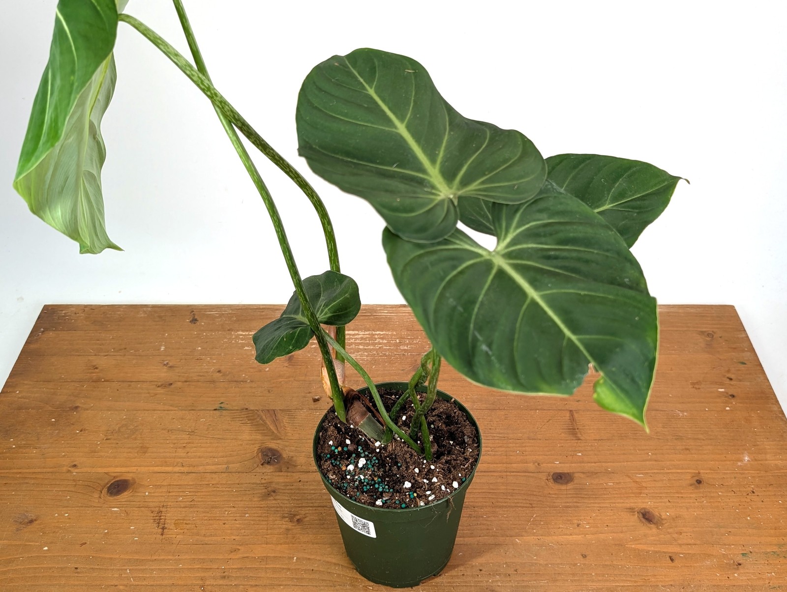 Philodendron Gloriosum Verde – Exact XL Plant in 6″ Pot (#24A)