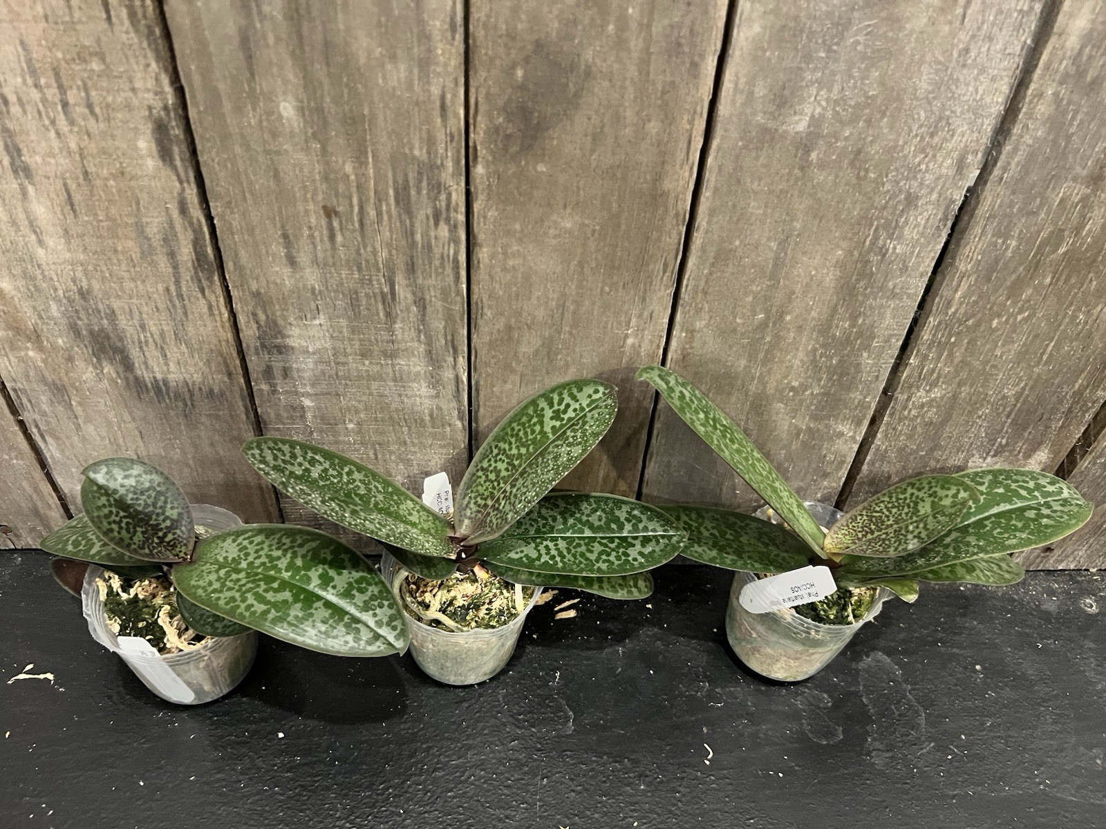 Phal. stuartiana ‘Sogo’ HCC/AOS, Mericlone, Spike Initiated, Mottled Leaves