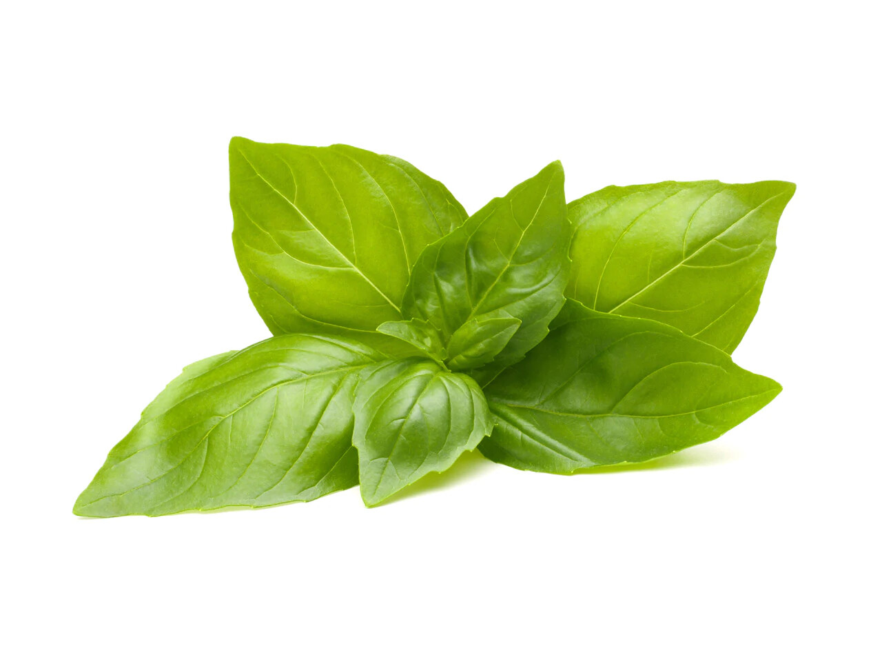 200 LEMON BASIL SEEDS ~ 2026 ~ heirloomseedguy ~ USA