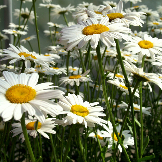 Shasta Daisy Seeds | Non-GMO | 200 – 4,000 Seeds | Free Shipping | 1178