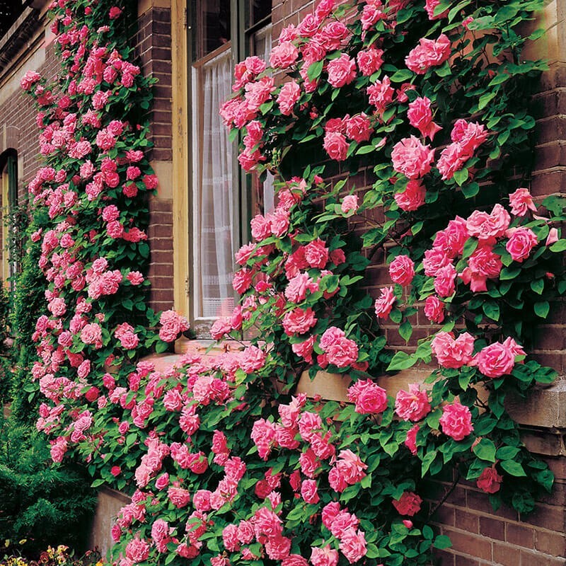 20pcs Pink Climbing Rose Seeds – Rare Non-GMO Heirloom Variety for Your Garden