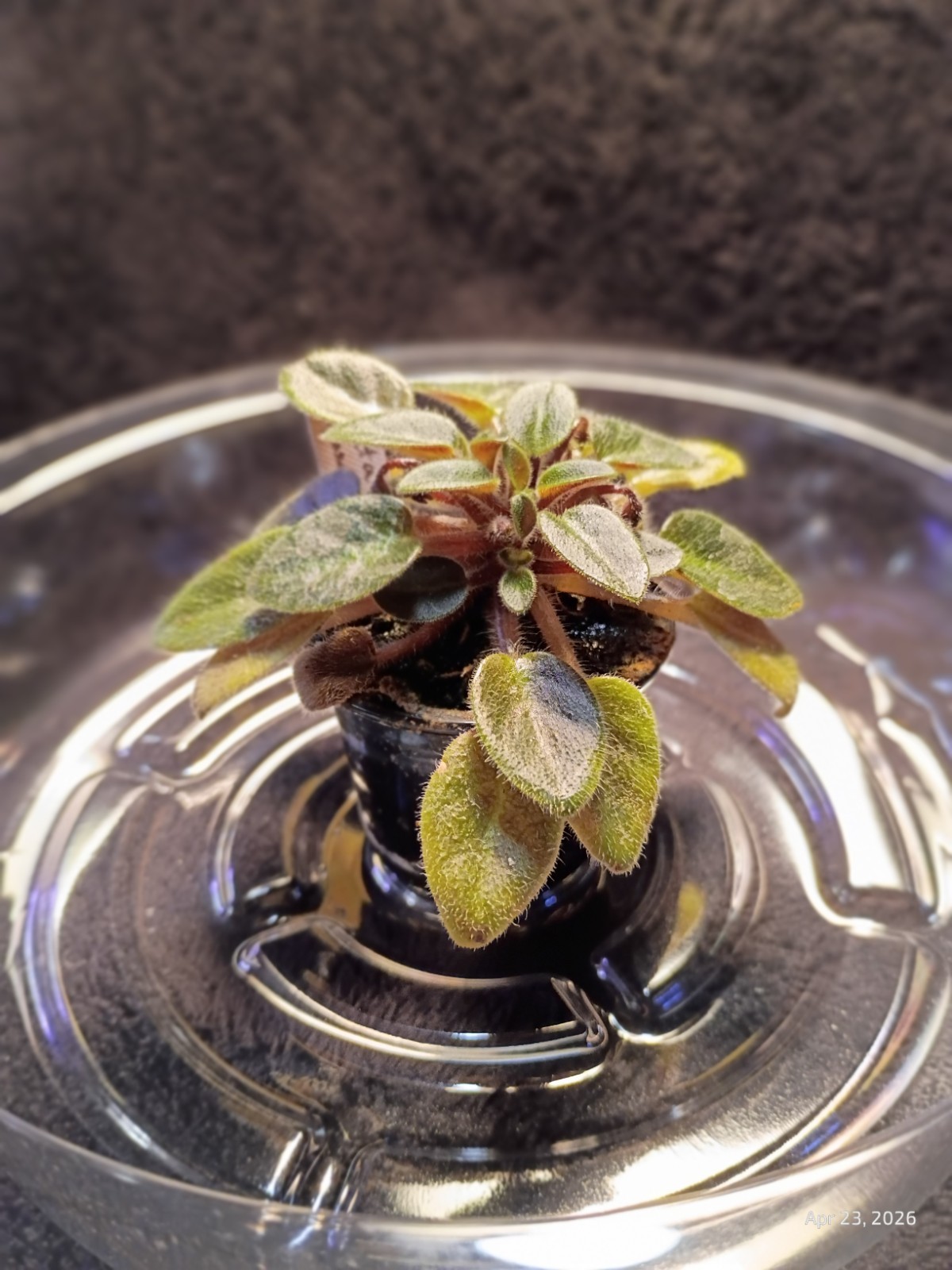African Violet ~ Vallarta Campanas Moradas (Micro) ~ Live Plant