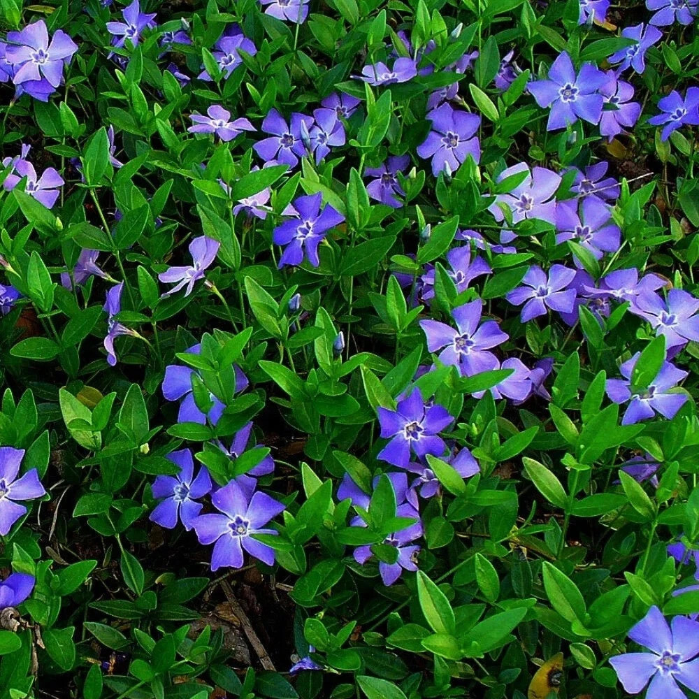 Qty20 Bare root Creeping Myrtle Periwinkle, Vinca Minor or Perennial Vinca,
