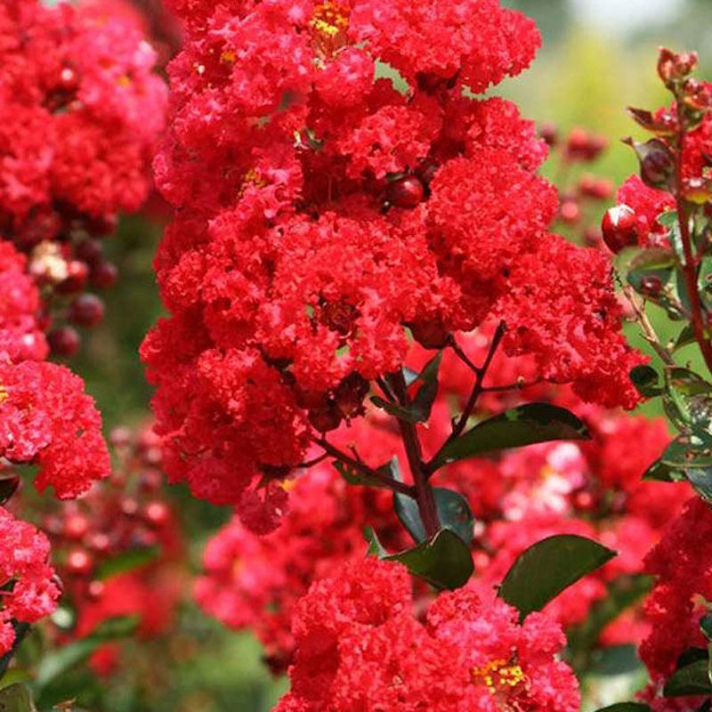 1 Red Crape Myrtle 12-18″ Tall Starter Shrub Bare Root