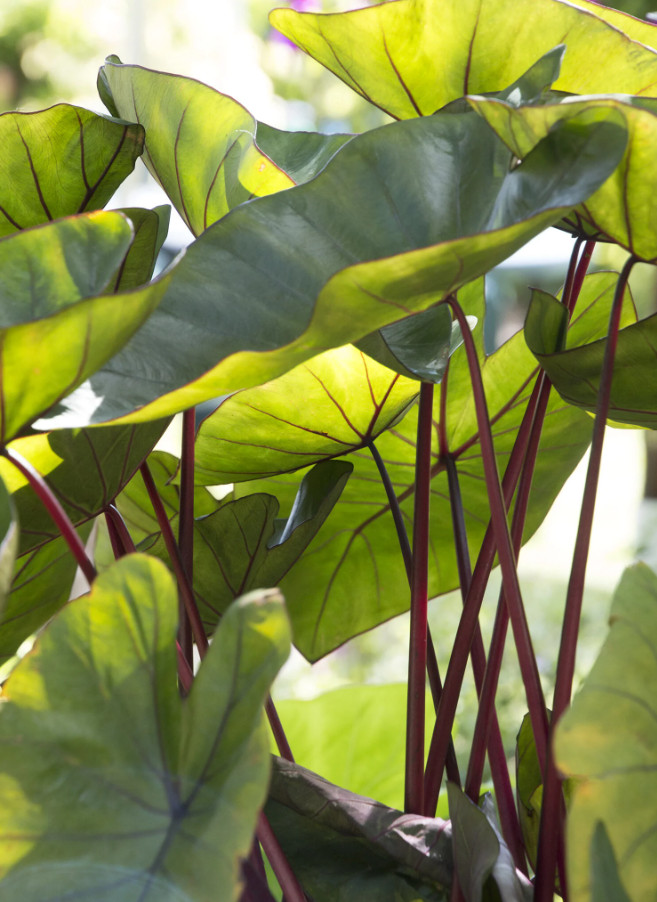 Hawaiian Punch Colocasia Live Plant – 3–5” Tall – 4″ Pot – Ship No Pot
