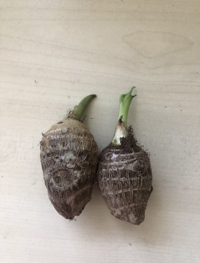 2 Sprouted Taro Root Bulbs Elephant Ear Live Plant Fresh Ready To Plant