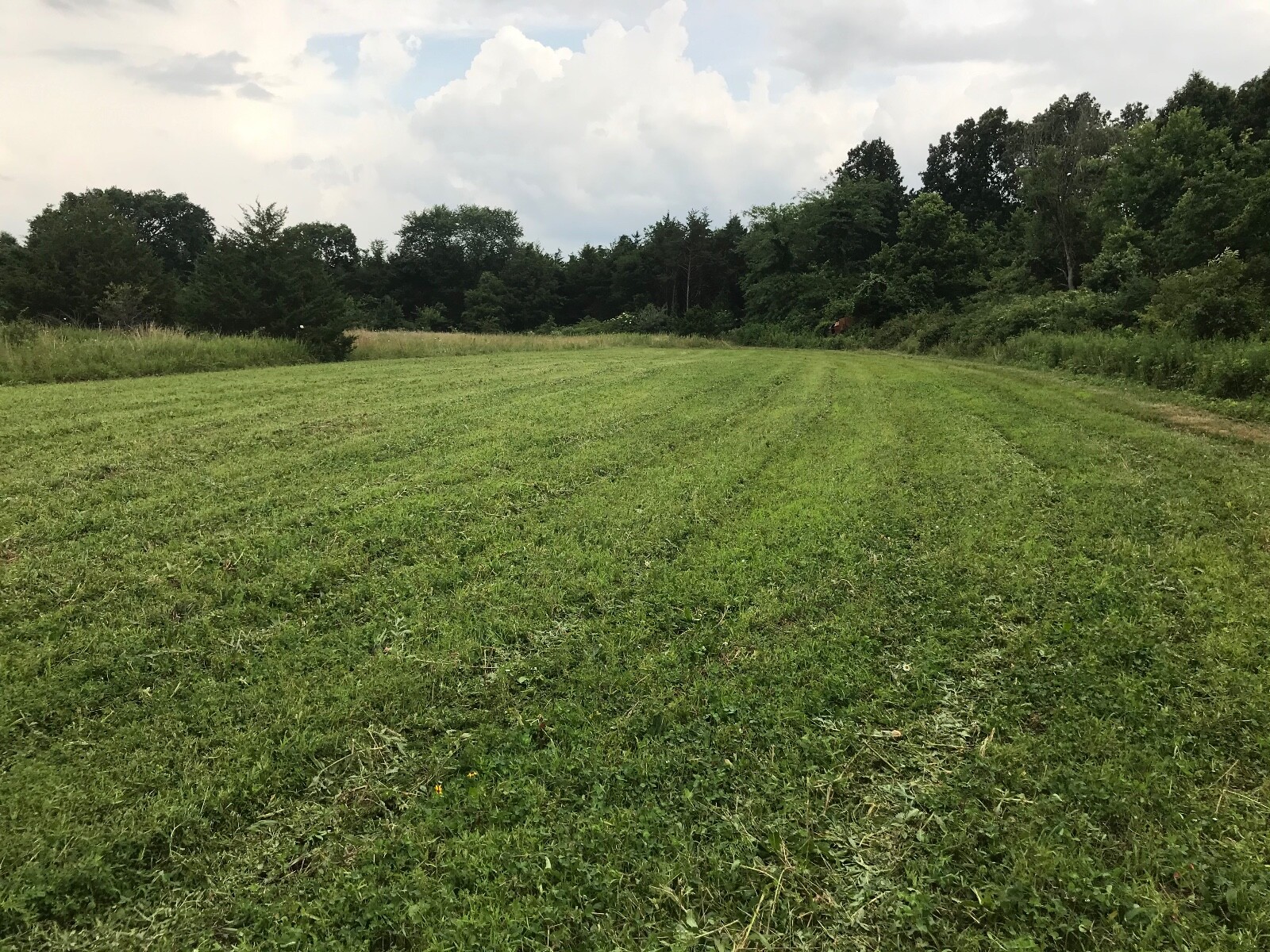 Perennial White Clover Food Plot Seed Mix for Deer/turkey – Plant Spring/Fall