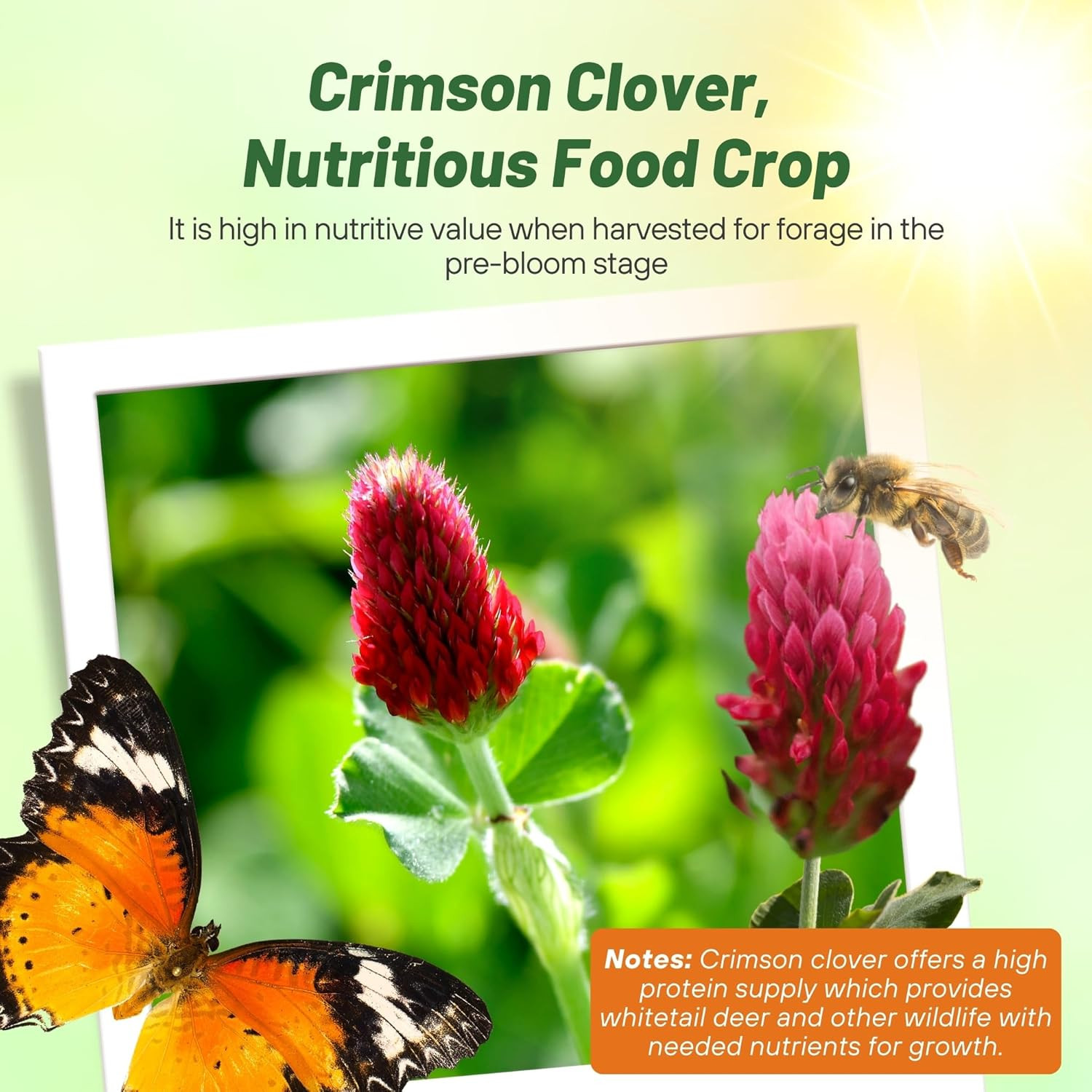 Outsidepride Crimson Clover Seeds – 5 Lbs. Annual, Nitrocoated, & Inoculated