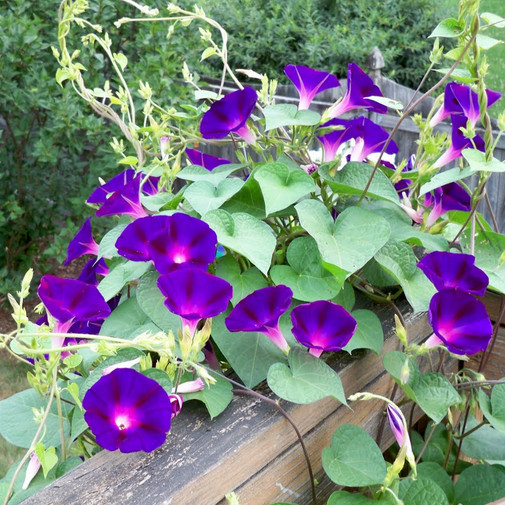 Grandpa Ott Morning Glory Seeds | 50 – 1,000 Seeds | Free Shipping | 1183