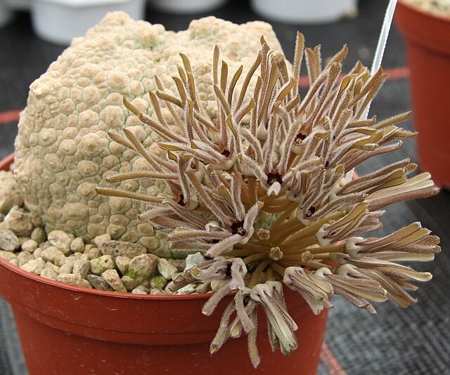 5x Pseudolithos cubiformis seeds