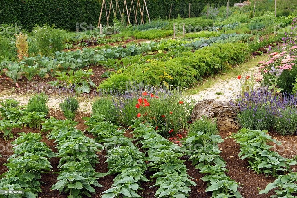10 Seeds Calsweet Watermelon Vegetable Planting NON-GMO Heirloom Garden EZ2 GROW