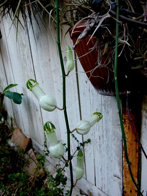 CEROPEGIA AMPLIATA or CONDOM FLOWER in a FLORAL EXPLOSION very easy rooting